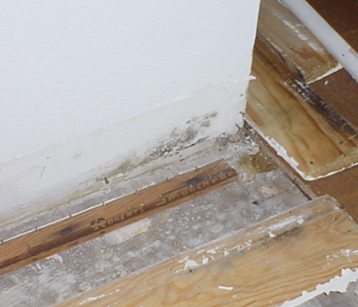 Mold growth behind removed baseboards.