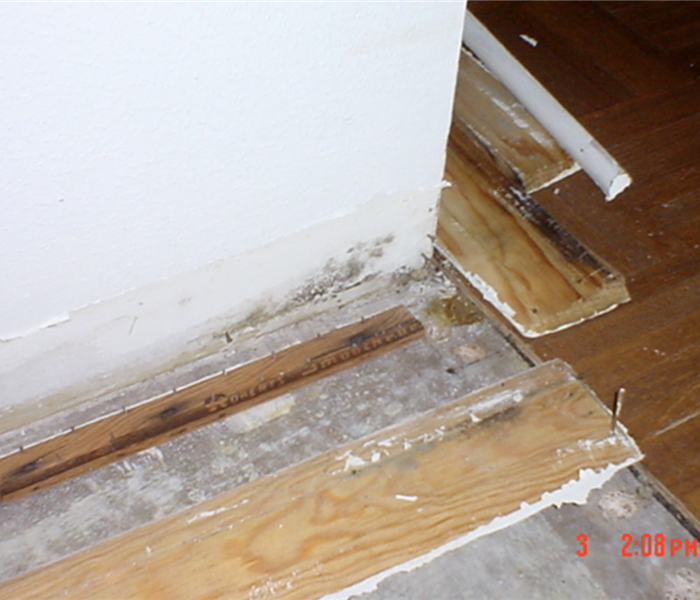 Mold growth on a wall.