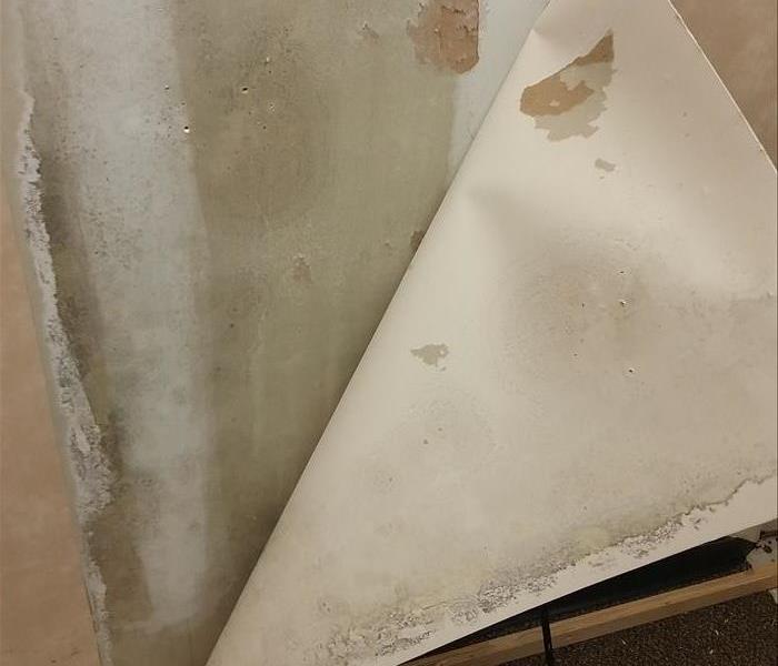 Mold growth on wall.