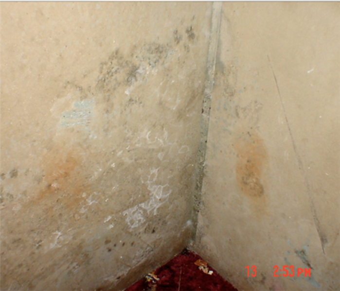 Mold growth in the corner of a wall.